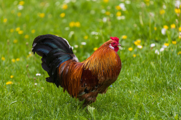 Beautiful colorful ornamental little rooster. He has a red comb and a lobe.