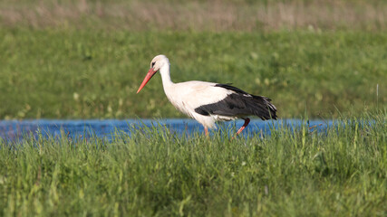 Obraz premium white stork ciconia