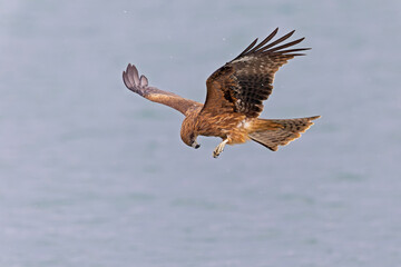 A black-eared kite (Milvus migrans lineatus/formosanus) in flight