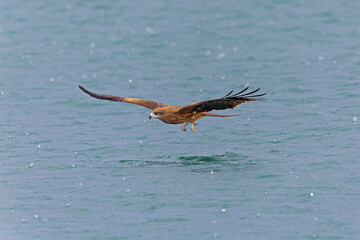 A black-eared kite (Milvus migrans lineatus/formosanus) in flight