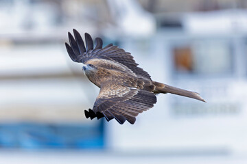 A black-eared kite (Milvus migrans lineatus/formosanus) in flight