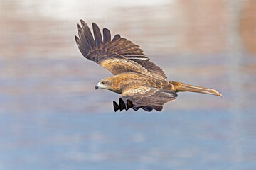 A black-eared kite (Milvus migrans lineatus/formosanus) in flight