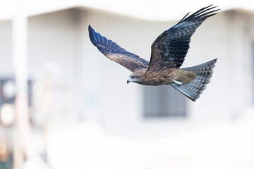 A black-eared kite (Milvus migrans lineatus/formosanus) in flight
