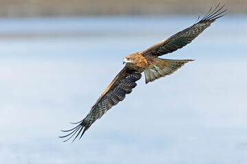A black-eared kite (Milvus migrans lineatus/formosanus) in flight