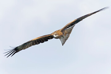 A black-eared kite (Milvus migrans lineatus/formosanus) in flight