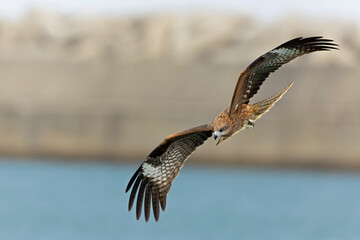 A black-eared kite (Milvus migrans lineatus/formosanus) in flight