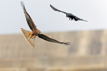A black-eared kite (Milvus migrans lineatus/formosanus) in flight