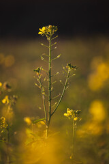 Rapeseed, brassica napus plant growing in field at morning sunrise light