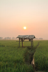 Morning view in the middle of rice fields.