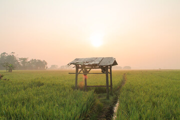 Sunrise view in the middle of rice fields. Landscape at the field rice