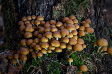 Sulfur tuft mushrooms in the forest growing in Autumn time in the Netherlands, province Drenthe nearby Ruinen