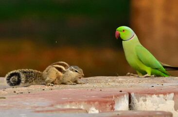  rose-ringed parakeet is sexually dimorphic. The adult male sports a red and black neck ring,