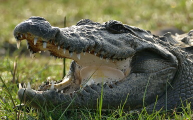 mugger crocodile (Crocodylus palustris) is a medium-sized broad-snouted crocodile, also known as...