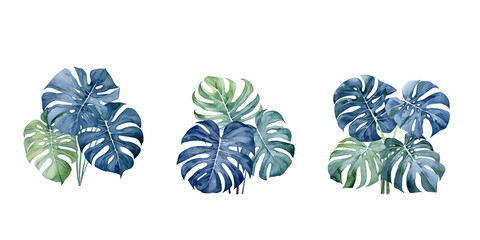 set of watercolor of Monstera Deliciosa