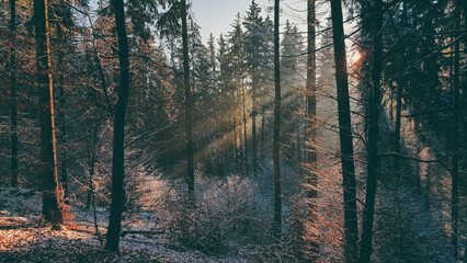 Amazing rays of light falling through the branches of the trees. Light fog in the coniferous forest in the cold season. Unique fairy tale landscape with sun rays during winter season