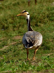  bar-headed goose (Anser indicus) is a goose that breeds in Central Asia in colonies of thousands near mountain lakes 