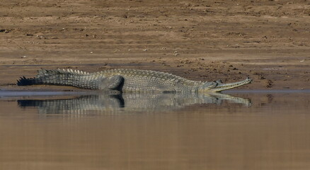 Gharials, sometimes called gavials, are a type of Asian crocodilian distinguished by their long,...