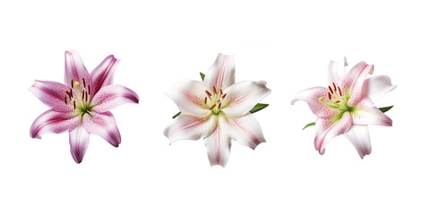 Fototapeta na wymiar single flowerhead of a lily isolated on a white background