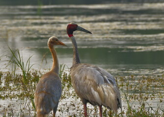 sarus crane (Antigone antigone) is a large nonmigratory crane found in parts of the Indian subcontinent, Southeast Asia,