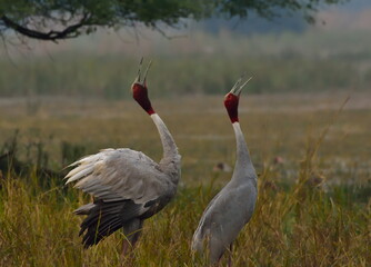 sarus crane (Antigone antigone) is a large nonmigratory crane found in parts of the Indian subcontinent, Southeast Asia,