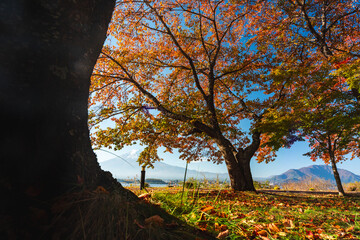 Colorful nature background of autumn forest tree season and Mountain Fuji with morning fog and red leaves at lake Kawaguchiko with blue sky, best landmark places to travel in Japan tourism