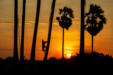Silhouette of a man working in Phra Nakhon Si Ayutthaya Province climbing a palm tree to harvest sugar cane juice from sugar palm flowers during sunrise.