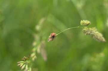 Close-up shot of a Seven-spot ladybird perched atop a flower