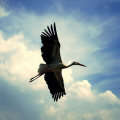 White Stork (Ciconia ciconia) is a wading bird with a long neck and legs, found throughout Europe and Asia.