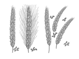 Vintage Engraving Illustration Set of Wheat Grain Varieties