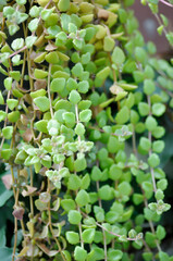 Miniature Peperomia or Pilea depressa