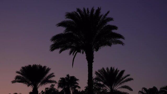 Night black palm trees on purple night background