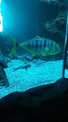 Fisch in einem großen Aquarium