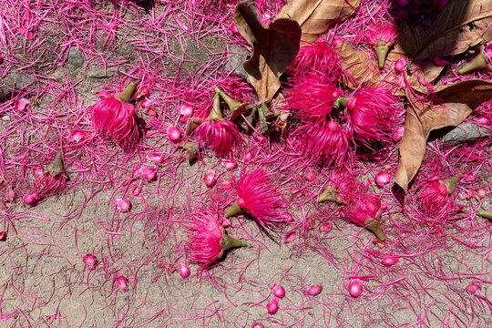 Colorful Malaysian apple flowers, beautiful flowers on the concrete floor forming a natural bright pink carpet. texture of petals and flowers on the ground