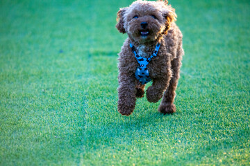 진디밭 운동장에서 뛰어노는 귀여운 토이푸들 강아지
