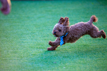 진디밭 운동장에서 뛰어노는 귀여운 토이푸들 강아지