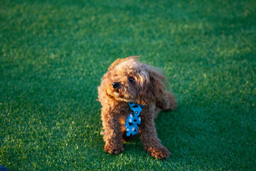 진디밭 운동장에서 뛰어노는 귀여운 토이푸들 강아지
