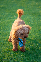 진디밭 운동장에서 뛰어노는 귀여운 토이푸들 강아지