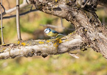Blue tit perched on a slender tree branch, with lush green grass in the background