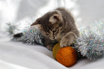 A small gray tabby beautiful kitten plays in silver Christmas tree tinsel and Christmas tree toys....