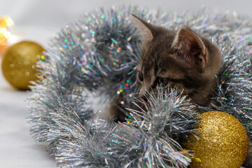 A small gray tabby beautiful kitten plays in silver Christmas tree tinsel and Christmas tree toys. Christmas decoration concept.
