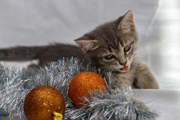 A small gray tabby beautiful kitten plays in silver Christmas tree tinsel and Christmas tree toys....