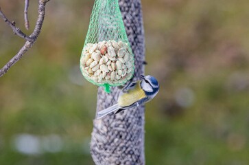 Blue tit eating seeds from the feeder with lush green grass in the background