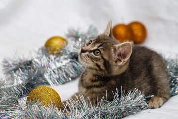 A small gray tabby beautiful kitten plays in silver Christmas tree tinsel and Christmas tree toys....