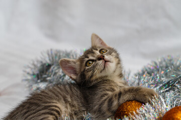 A small gray tabby beautiful kitten plays in silver Christmas tree tinsel and Christmas tree toys....