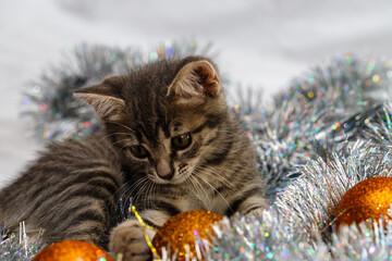 A small gray tabby beautiful kitten plays in silver Christmas tree tinsel and Christmas tree toys....