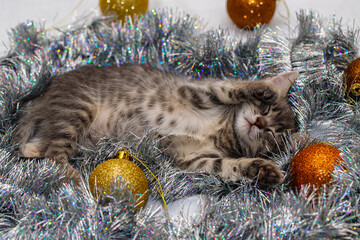 a small gray tabby beautiful kitten sleeps in silver Christmas tree tinsel and Christmas tree toys....