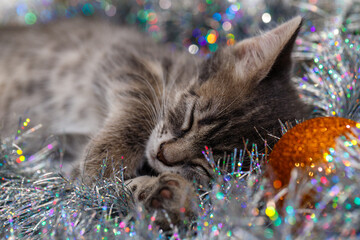 a small gray tabby beautiful kitten sleeps in silver Christmas tree tinsel and Christmas tree toys....
