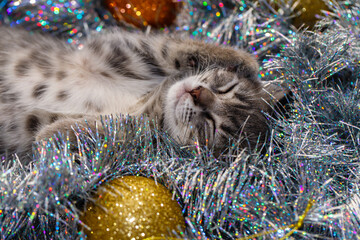 a small gray tabby beautiful kitten sleeps in silver Christmas tree tinsel and Christmas tree toys....