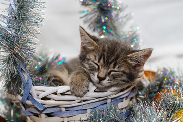 a small gray tabby beautiful kitten sleeps in a wicker basket with silver Christmas tree tinsel and...