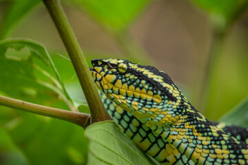 Wagleri's Viper (Tropidolaemus wagleri) in the forest